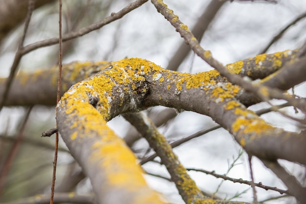 Mos op de schors van de bomen vanwege de vochtigheid van de omgeving