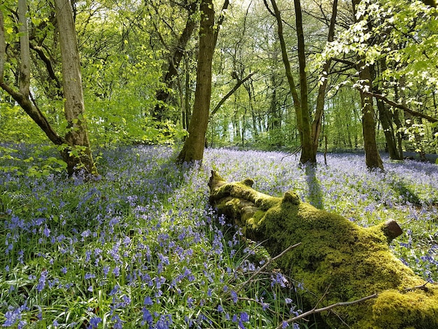 Mos op gevallen boomstammen in het bos