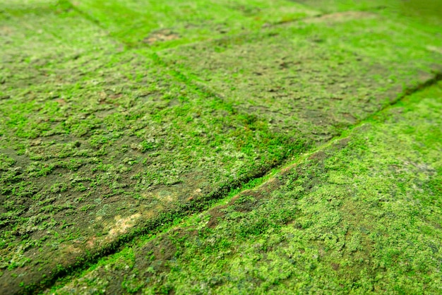 Мос текстура фон Зеленый мох на каменном фоне Камень с зеленым мхом