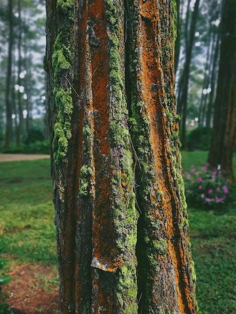 Foto mosachtige dennenbomen in het dennenwoud in de ochtend