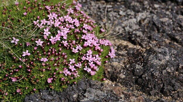 Foto mosbloem op de rots