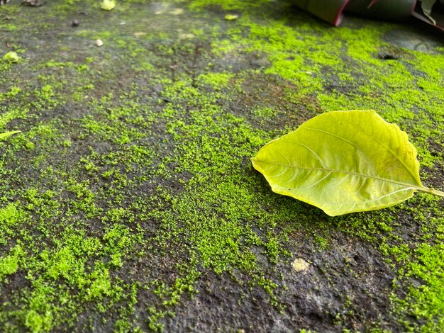 Mosgroene textuur Mosachtergrond Groen mos op de achtergrond van de grungetextuur