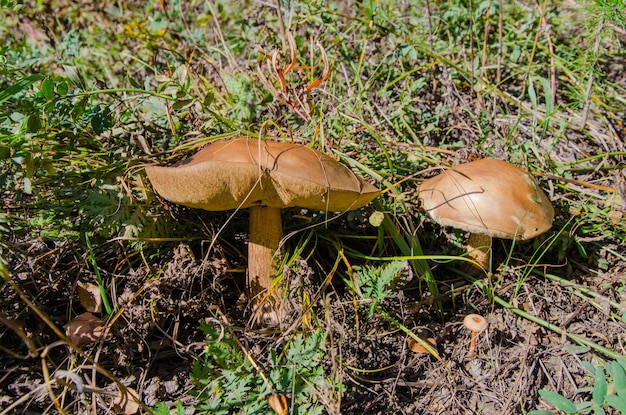 Mospaddestoel op de herfstbosbodem