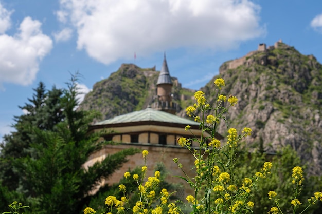 A mosque in the background with a spring flower in the foreground