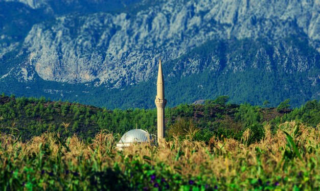 Mosque in a cornfield on a background of mountains. Turkey, Kirish.