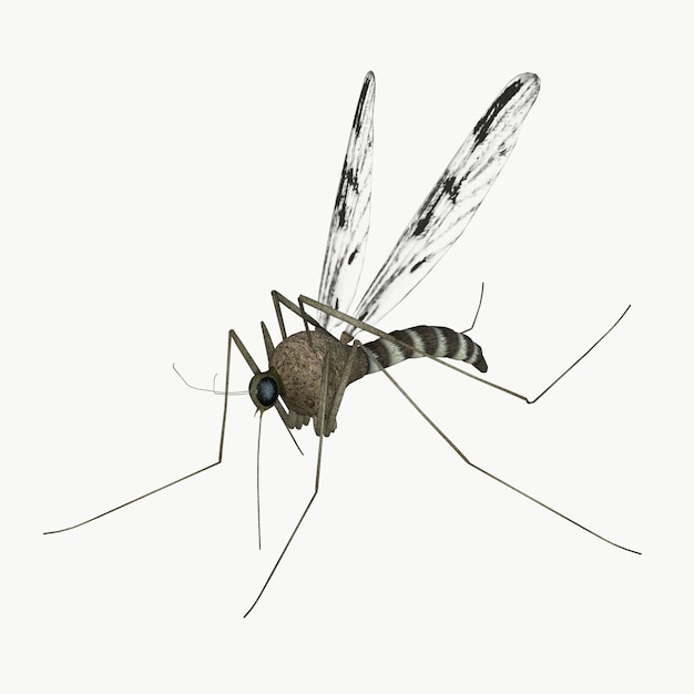 Photo mosquito. 3d illustration