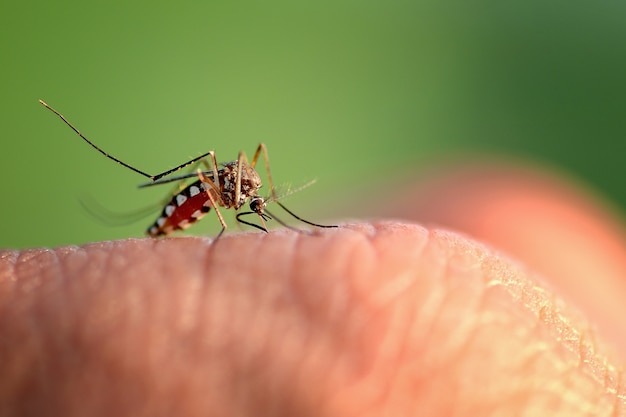 Mosquito bite hand