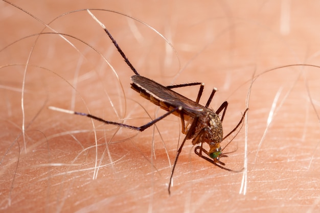 Photo mosquito biting human skin - drinking blood