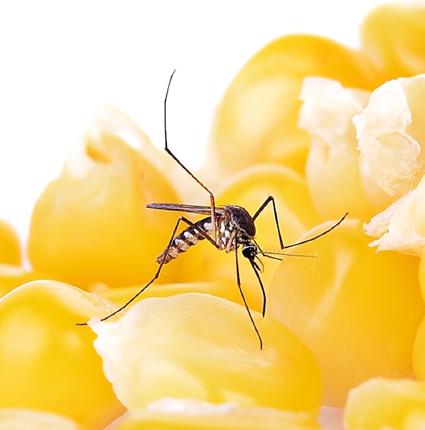 Mosquito chiudere una zanzara sulla superficie del cibo. controllo delle zanzare da parte del ministero della sanità pubblica