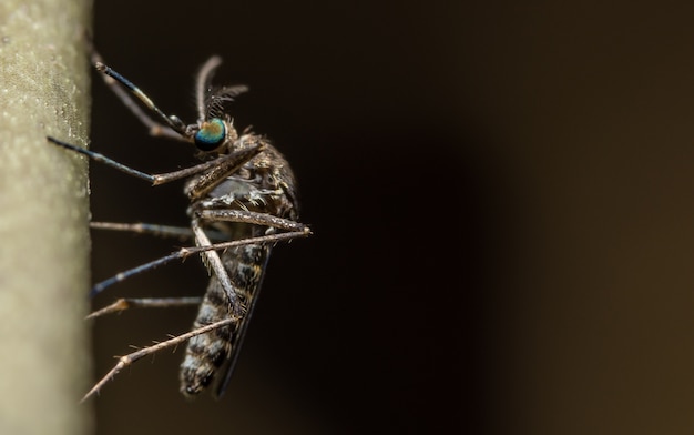 Mosquito close-up photo on a branch