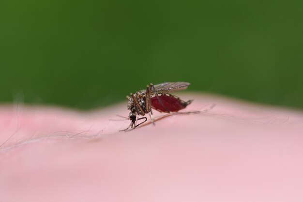 Mosquito drinks blood from the human body.