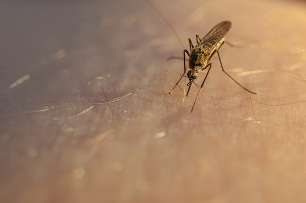 Mosquito eet bloed op de menselijke huid