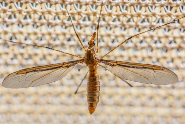 Photo mosquito fell on the leaves