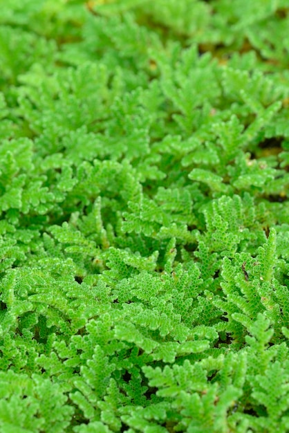 Mosquito fern fairy moss freshwater aquatic Azolla