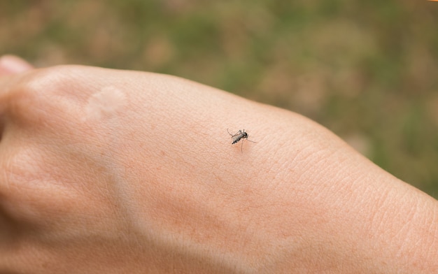 mosquito on hand.