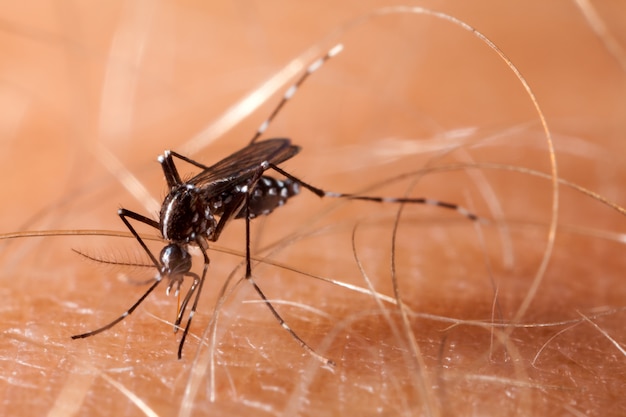 Mosquito on human skin