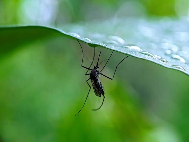 A mosquito is on a green leaf with water droplets on it.