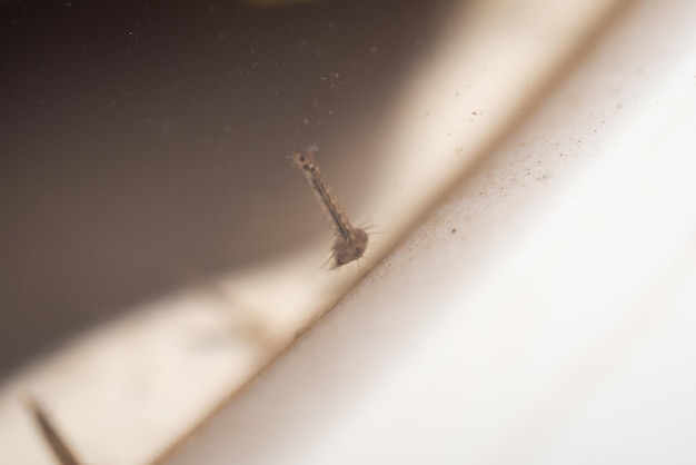 Photo mosquito larvae in stagnant water close up