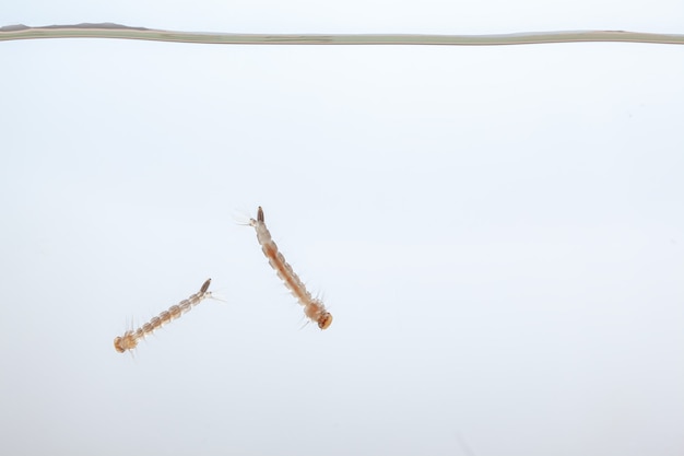 水中の蚊の幼虫-白い背景に熱帯病を引き起こす小動物