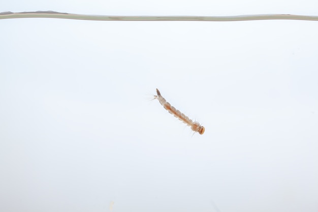 Foto larve di zanzara nell'acqua - piccolo animale che causa malattie tropicali su sfondo bianco