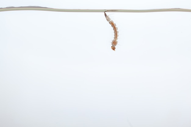 Mosquito larvae in the water - small animal that causes tropical diseases on white background