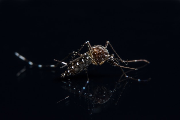 Mosquito Macro Background on Black Mirror