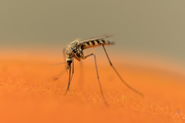 オレンジ色の背景をぼかした写真の蚊