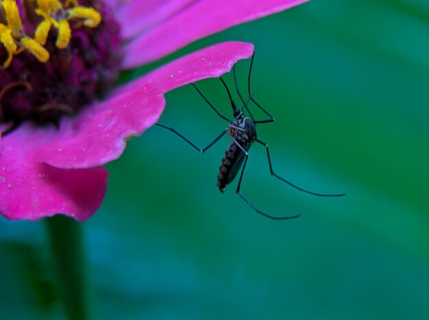 A mosquito on a pink flower with a green background.