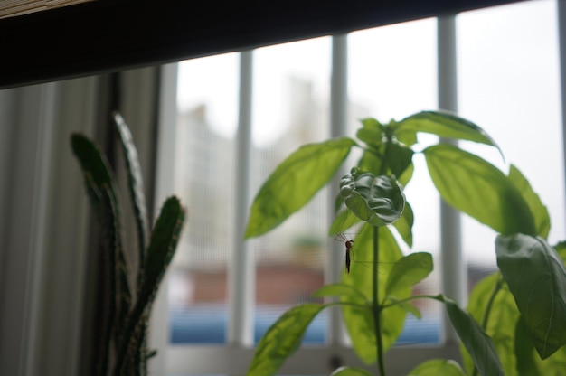 Photo mosquito on potted plant growing by window