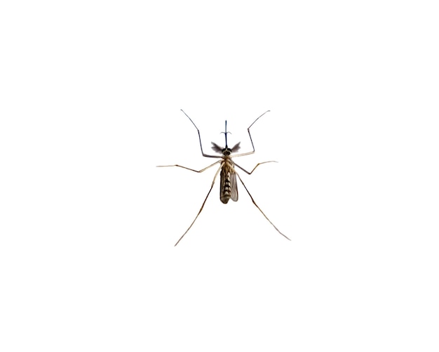 Mosquito species aedes aegyti sleep open