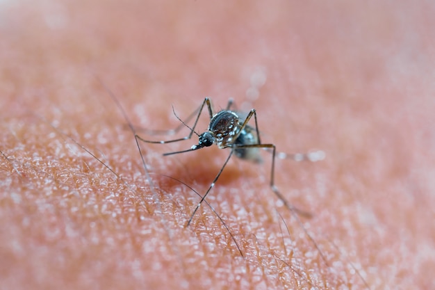 Photo mosquito sucking blood on human skin cause sick