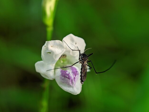 A mosquito on a white flower with purple flowers.