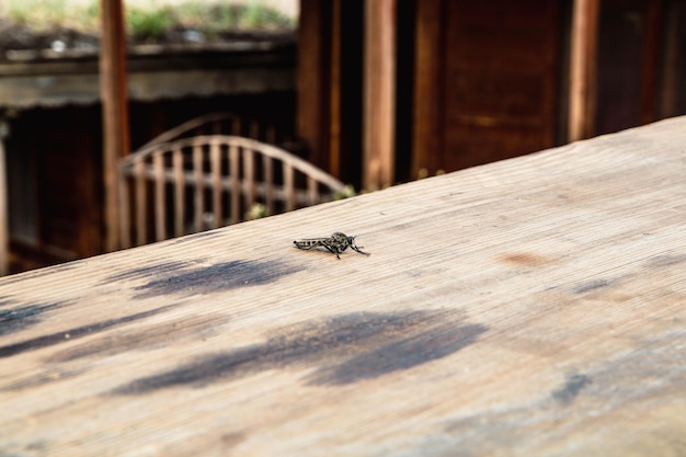 mosquito on wooden table closeup view