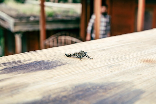 mosquito on wooden table closeup view