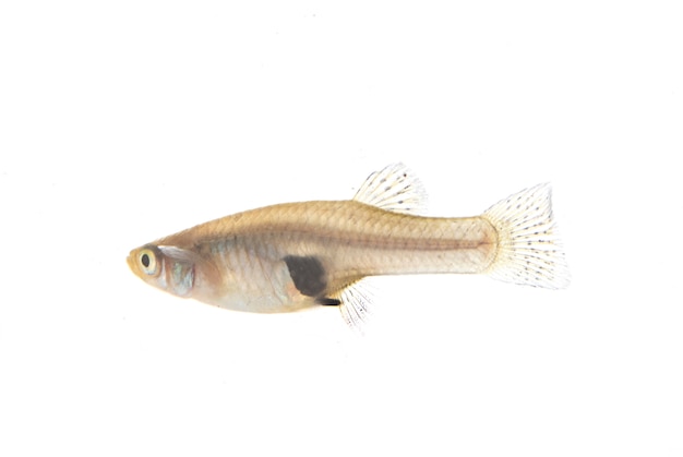 Mosquitofish in white isolated