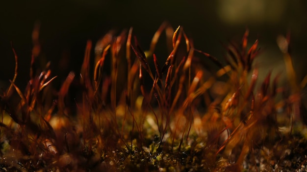 Moss as background in closeup