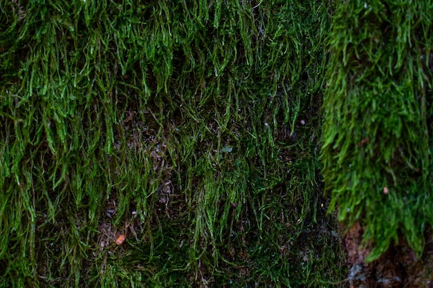 Moss background on tree bark closeup natural natural background\
trees overgrown with thick moss in a fabulous autumn forest