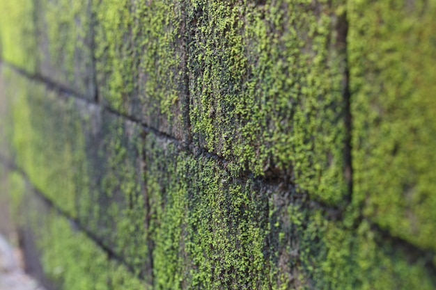 Moss by the wall focus in the middle