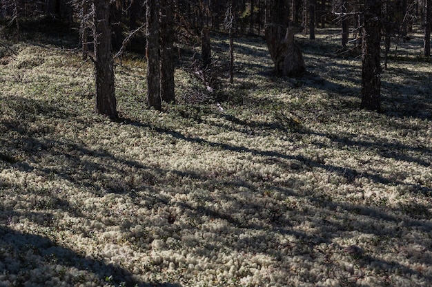 Tappeto di muschio nella foresta soleggiata