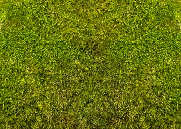 Moss closeup macro shot Selective focus for background