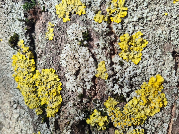 Moss cover on background of tree bark
