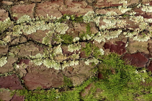 Moss cover on pine tree bark close up texture