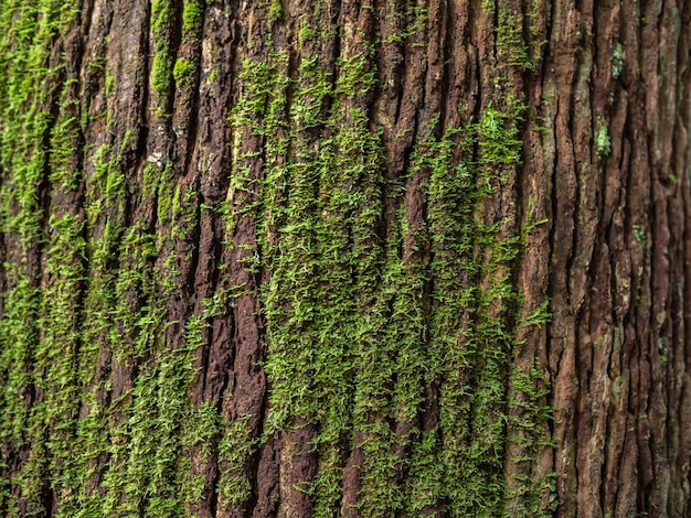 Photo moss cover on tree trunk texuture