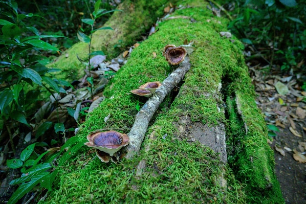 Foto un tronco coperto di muschio con sopra dei funghi