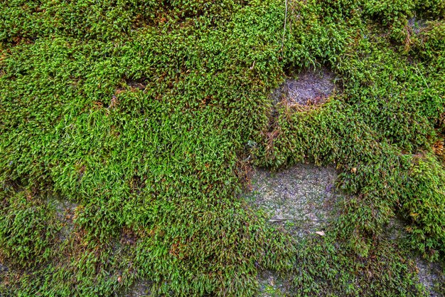 Photo a moss covered path is shown with a tree in the background.