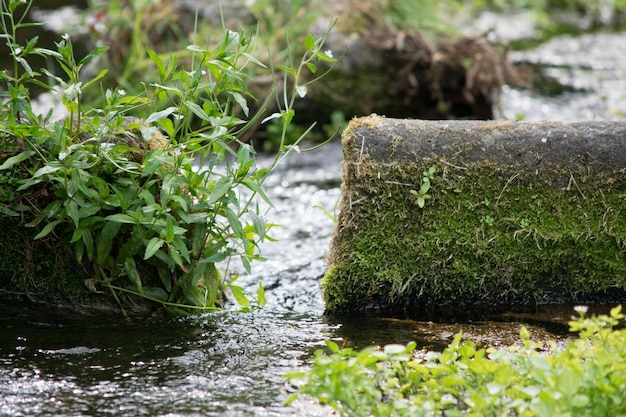 Foto roccia coperta di muschio sul fiume