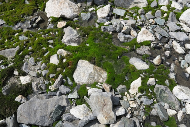 苔で覆われた岩。美しいコケや地衣は石を覆いました。自然の中で織り目加工の背景