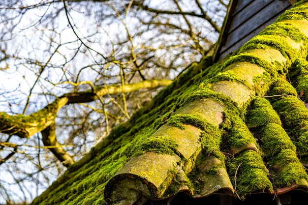 Photo a moss covered roof of a house