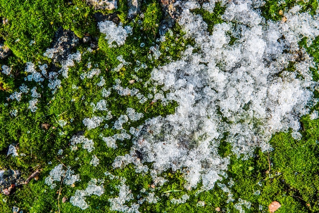 Moss covered in snow