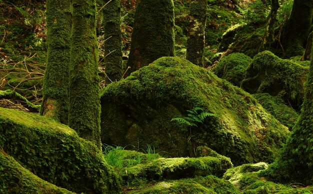 Moss covered stone and trees